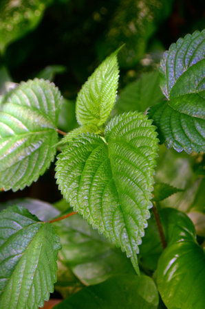 Laportea interrupta green leaves or Hen's Nettle are rough and serrated at the edges