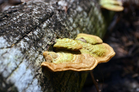 Trametes gibbosa mushroom grows on dead logs
