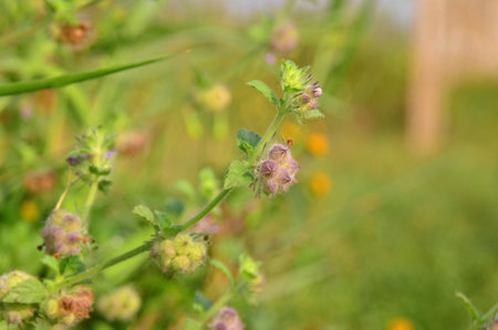 Marsypianthes chamaedrys are purple-green in small bunches on the tree. Flowers and all parts of the...