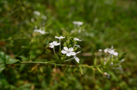 White flower in the garden with green background. (Scientific name Plumbago zeylanica)の写真素材