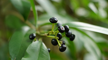 Close-up of Ardisia elliptica species fruit on a tree in the parkの写真素材