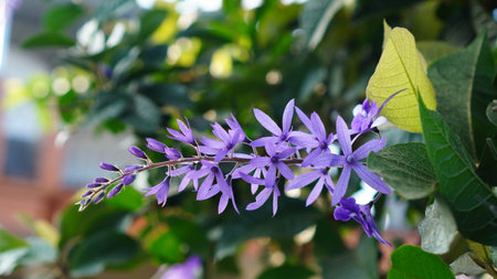 Floral Beauty Purple flowers of Wreath vine, Petrea volubilis, highlighting rich purple petals and lush green foliage, perfect for nature enthusiasts.の写真素材