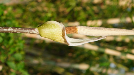 Get up close to the rare Amorphophallus variabilis, its unique form and powerful aroma a testament...