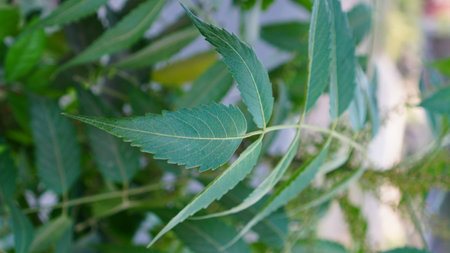 Close up of neem tree leaves (Neem tree) with the scientific name Azadirachta indicaの写真素材