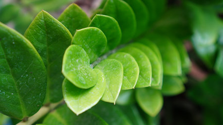 The beauty of the green leaves of the plant species Zamioculcas zamiifolia in a close-up shot. This...
