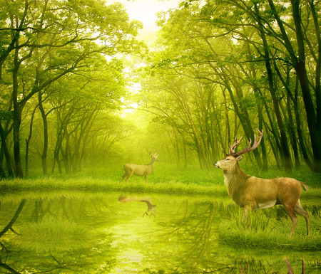 Deer Bucks in summer velvet standing in an opening in the woods. Two deers with stag horns in forest with lake on background with green trees morning day light. Wild life landscape scene screen saverの写真素材