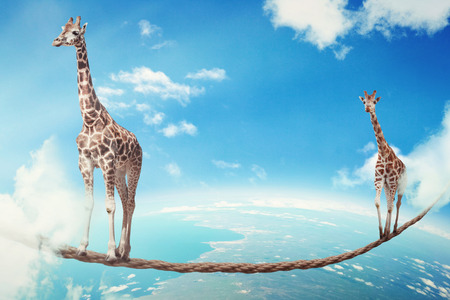 Managing risk big business challenges uncertainty concept. Two giraffes walking on dangerous rope high in sky as symbol of balance overcoming fear for goal success. Young entrepreneur corporate worldの写真素材