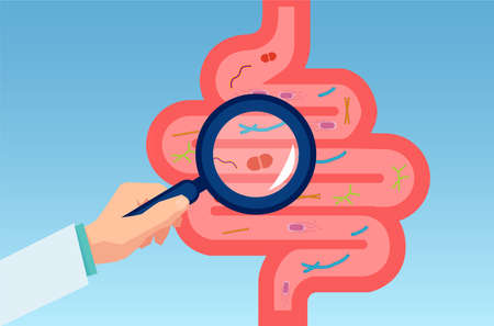 Vector of doctor examining gastrointestinal tract, bowel, digestive system with normal floraのイラスト素材