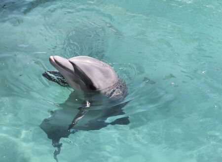 dolphinの写真素材
