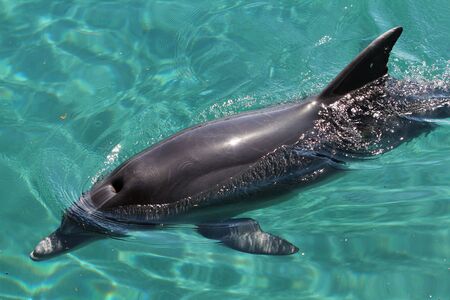 dolphin swimming in the red sea, eilatの写真素材