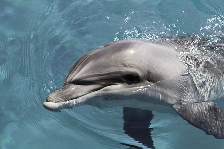 dolphin in seaの写真素材