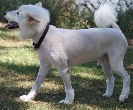 white dogの写真素材