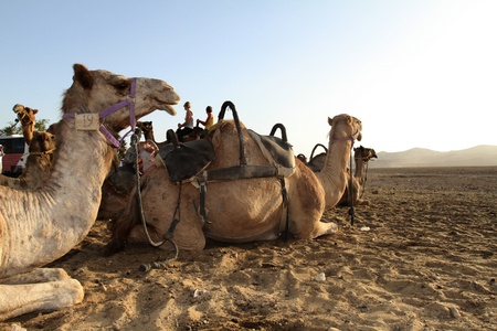 Camel (Dromedary) in the desert in israelの写真素材