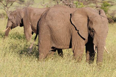 Elephantsの写真素材