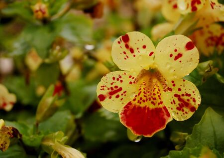 wet orchid の写真素材