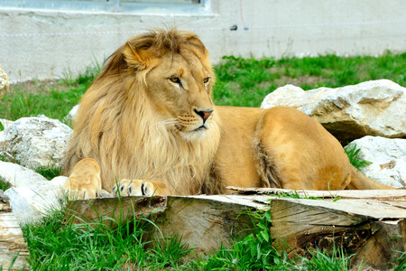 African lion in the zoo lyingの写真素材