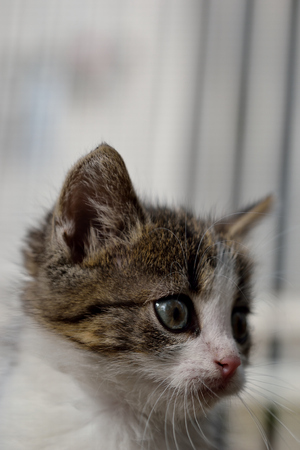 Domestic kitten, close-up, looking asideの写真素材