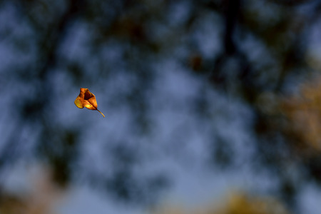 Falling orange leaf with colorful blurred backgroundの写真素材