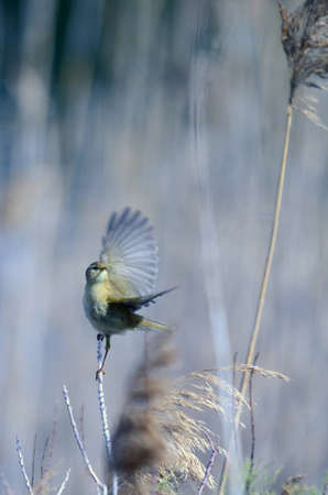 The Common Chiffchaff, or simply the Chiffchaff,  Phylloscopus collybita  is a common and widespread leaf-warbler which breeds in open woodlands throughout northern and temperate Europe and Asia の写真素材