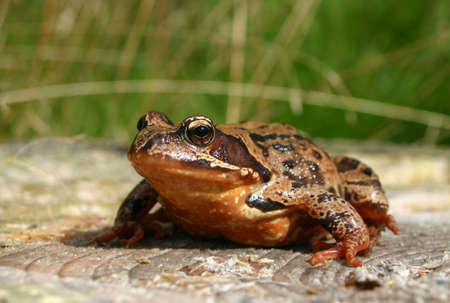 The Common Frog, Rana temporaria also known as the European Common Frog or European Common Brown Frog is found throughout much of Europe の写真素材