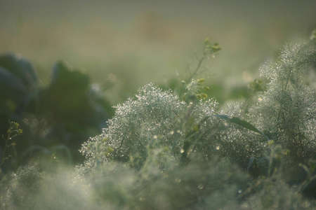 Drops of dew on some general vegetation early in the morningの写真素材