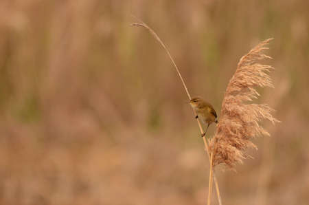 The Common Chiffchaff, or simply the Chiffchaff, (Phylloscopus collybita) is a common and widespread leaf-warbler which breeds in open woodlands throughout northern and temperate Europe and Asia.の写真素材