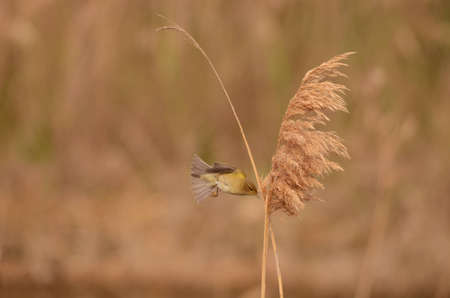 The Common Chiffchaff, or simply the Chiffchaff, (Phylloscopus collybita) is a common and widespread leaf-warbler which breeds in open woodlands throughout northern and temperate Europe and Asia.の写真素材