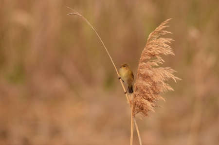 The Common Chiffchaff, or simply the Chiffchaff, (Phylloscopus collybita) is a common and widespread leaf-warbler which breeds in open woodlands throughout northern and temperate Europe and Asia.の写真素材
