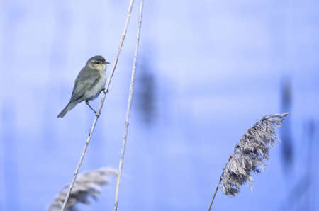 The Common Chiffchaff, or simply the Chiffchaff, (Phylloscopus collybita) is a common and widespread leaf-warbler which breeds in open woodlands throughout northern and temperate Europe and Asia.の写真素材