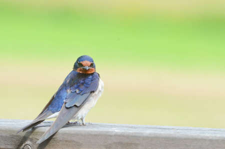 A barn swallow  Hirundo rustica  sitting on a plank の写真素材