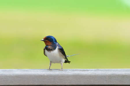 A barn swallow  Hirundo rustica  sitting on a plank の写真素材
