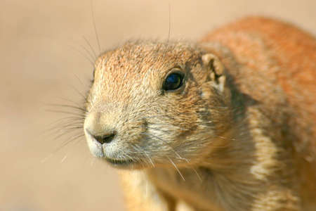 Close up frontal view of a prairie dogの写真素材