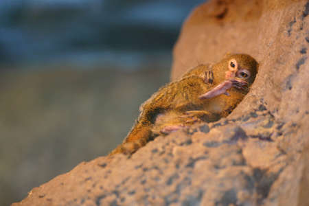 The pygmy marmoset or dwarf monkey  Cebuella pygmaea  is a New World monkey native to the rainforest of western Brazil, southeastern Colombia, eastern Ecuador, eastern Peru, and northern Bolivia, with an altitudinal range of 200 to 940 m  It is most commoの写真素材