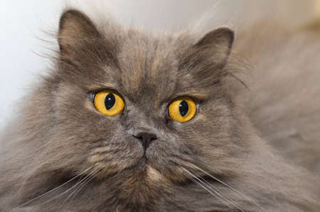 Frontal close-up shot of a Persian cat の写真素材