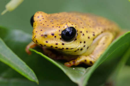 Close-up of a yellow frog with big black eyes sitting on a leaf の写真素材