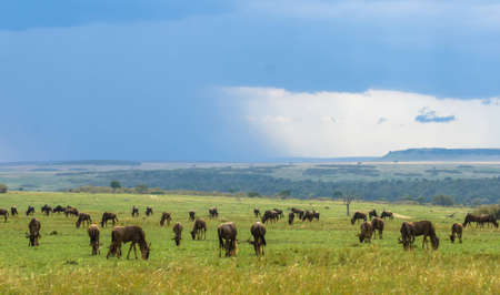A herd of wildebeest grazing on the plains of the Masai Mara game reserve in Kenya  A storm  seems to be brewing in the distance の写真素材