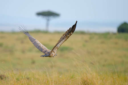 A flying white-backed vulture on the plains of the Masai Mara game reserve の写真素材