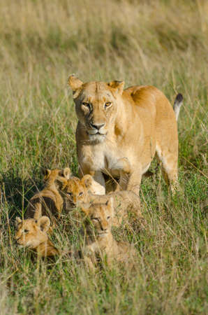 Lioness coming out from her hiding place with her four cubsの写真素材