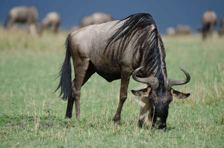 A grazing wildebeest on the African plains of the Masai Mara.の写真素材