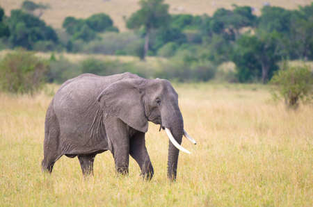 An african elephant with a broken tusk walking on  on the plains.の写真素材