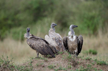 Three White-backed Vultures on a mound in the Masai Maraの写真素材