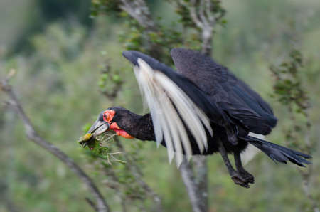 A flying Southern Ground Hornbill with a caught Chameleon. Probably flying back to feed its chicks.の写真素材