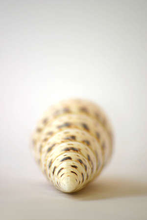 A frontal view of a brown and white sea shell.の写真素材