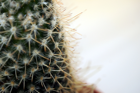 Detail of thorny cactus (Macro close-up)の写真素材