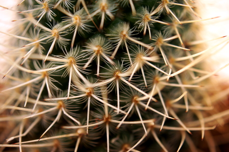 Detail of thorny cactus (Macro close-up)の写真素材