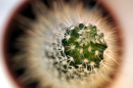 Detail of thorny cactus (Macro close-up)の写真素材