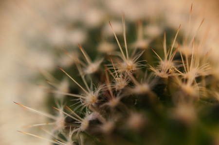 Detail of thorny cactus (Macro close-up)の写真素材
