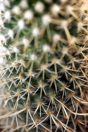 Detail of thorny cactus (Macro close-up)の写真素材