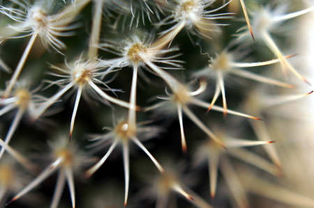 Detail of thorny cactus (Macro close-up)の写真素材