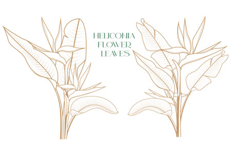 Heliconia leaves flower vector design template as invitation background and beauty design backgroundのイラスト素材